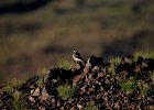 Woestijntapuit (desert wheatear) (Oenanthe deserti) - Ongiin Khiid 18-08-2016 (1)